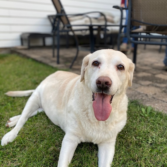 Meet your Posher, Roxy - Picture 1 of 1